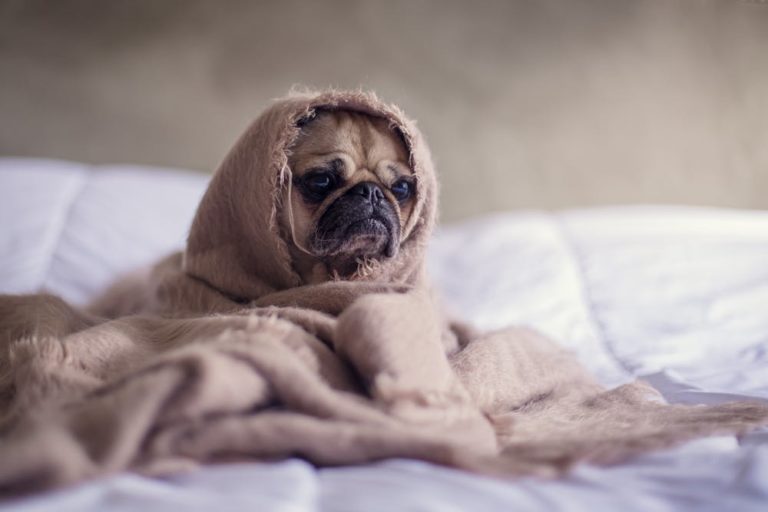 Leicht verdauliche Schonkost für deinen Hund ANIFit